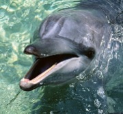 眠らない動物たち